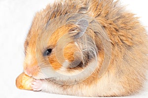 Funny Syrian red hamster eats a piece of bread