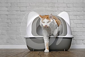 Funny tabby cat going out of a litter box.