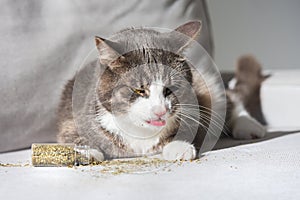 Funny tabby cat licking dried catnip, catwort or catmint