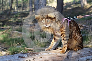 Funny tabby cat with lion style wig