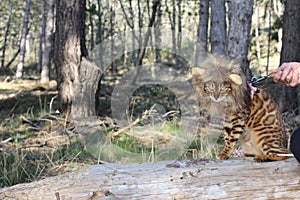 Funny tabby cat with lion style wig