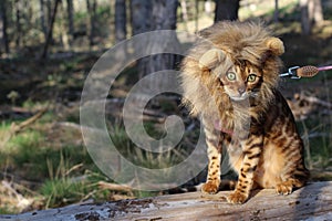 Funny tabby cat with lion style wig