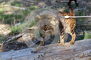 Funny tabby cat with lion style wig