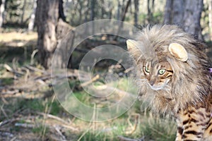 Funny tabby cat with lion style wig