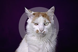 Funny tabby cat looking cranky to the camera over dark background.