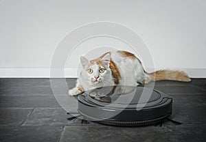 Funny tabby cat looking curious behind a robot vacuum cleaner.