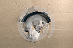 Funny tabby cat looking curious out of a hole in a cardboard box.