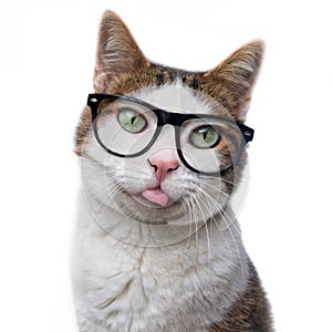 Funny tabby cat in nerd glasses put out his tongue. Is