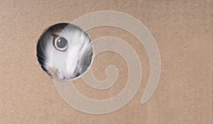 Tabby cat looking curious out of a hole in the cardboard box. Horizontal image with copy space.