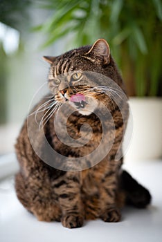 Funny tabby cat portrait licking his mouth, selective focus