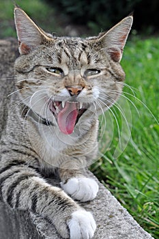 Funny tabby cat yawns