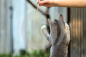 Funny tabby kitten is played in the yard