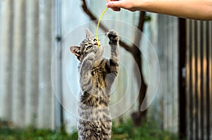 Funny tabby kitten is played in the yard