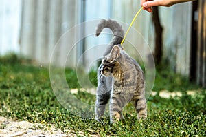 Funny tabby kitten is played in the yard