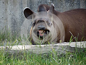 Funny Tapirus terrestris tapir smiling