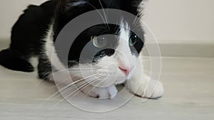 Funny teen cat watches the toy. The animal`s muzzle is close. The pupils dilate. Excited, attentive. Curious playful cat.