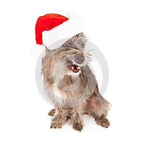 Funny Terrier Dog Wearing Santa Hat