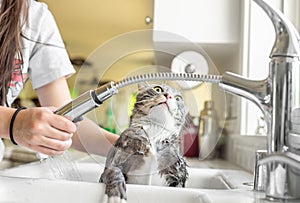 Funny terrified expression of cat being given a bath in kitchen sink