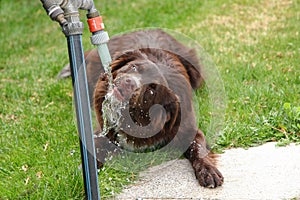 Funny thirsty dog drinking water