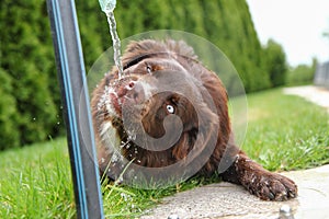 Funny thirsty dog drinking water