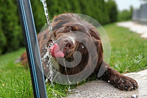 Funny thirsty dog drinking water