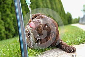 Funny thirsty dog drinking water