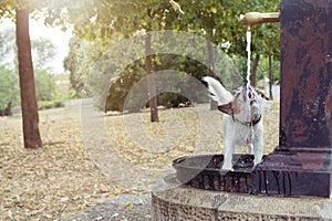 Funny and thirsty dog drinking water of a fountain at the park on summer heat