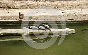 Three turtles have a threesome watched by a duck photo