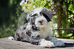 Funny Tibetan Terrier puppy is sitting at the table