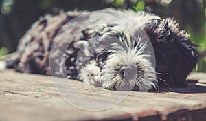 Funny Tibetan Terrier puppy is sitting on the table