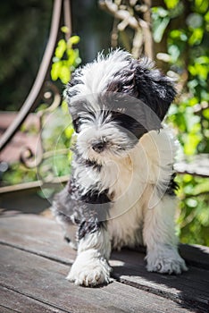 Funny Tibetan Terrier puppy is sitting on the table