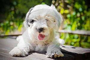 Funny Tibetan Terrier puppy is sitting on the table