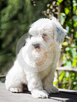 Funny Tibetan Terrier puppy is sitting on the table