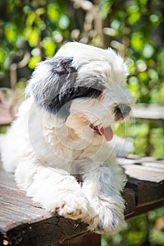 Funny Tibetan Terrier puppy is sitting on the table