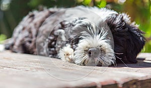 Funny Tibetan Terrier puppy is sitting on the table