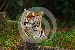 Funny tiger face
