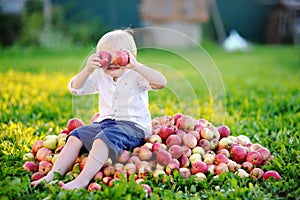 Funny toddler boy sitting on heap of apples and eating ripe apple in domestic garden