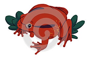 Funny tomato frog sits in grass, leaves. Cute froglet with red skin. Poison toad, toxic forest froggy. Swamp inhabitant