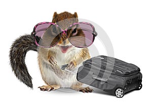 Funny tourist, animal chipmunk with baggage on white