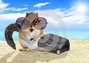Funny tourist, animal squirrel with suitcase at beach