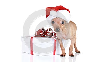 Funny Toy Terrier in Christmas cap with gift