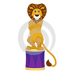 Funny trained lion in a circus arena.