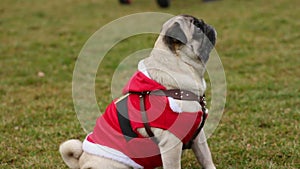 Funny trick dog waiting for master's command, nice wrinkly pug jumping in lawn