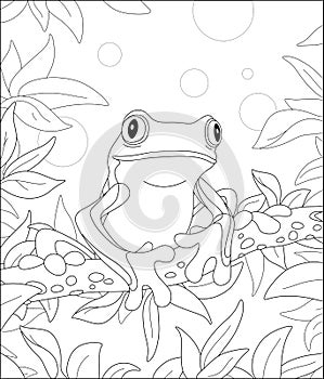 Funny tropical frog on a tree branch