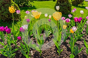Funny tulips of bright colors under the rays of the warm sun. Beautiful flowers create a positive mood.