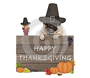 Funny turkey and pug dog wearing pilgrim hat for Thanksgiving day and wooden sign with text happy thanksgiving