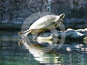 Funny Turtle