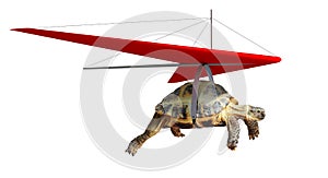 Funny turtle flying on hang-glider