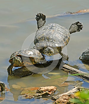 Funny turtle posing under sun