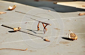 Funny twig in the shape of a dog among horse-chestnut shells